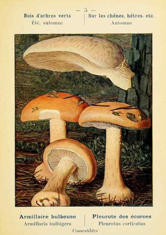 Reproducción/Reproduction 7831122714: Nouvel atlas de poche des champignons comestibles et vénéneux.. Paris,Léon Lhome,1911-1912.