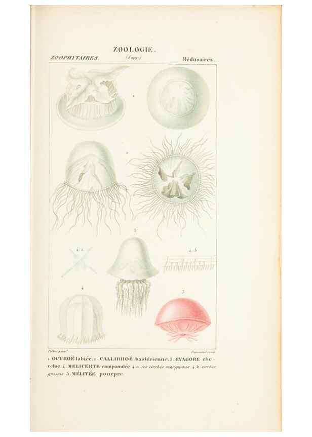 Reproducción/Reproduction 7780716396: Atlas de zoologie :. Paris :Germer Bailliere,1844.