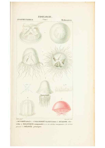 Reproducción/Reproduction 7780716396: Atlas de zoologie :. Paris :Germer Bailliere,1844.