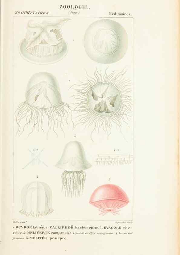 Reproducción/Reproduction 7780716396: Atlas de zoologie :. Paris :Germer Bailliere,1844.