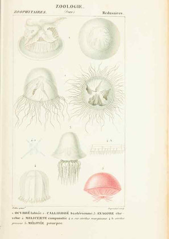 Reproducción/Reproduction 7780716396: Atlas de zoologie :. Paris :Germer Bailliere,1844.