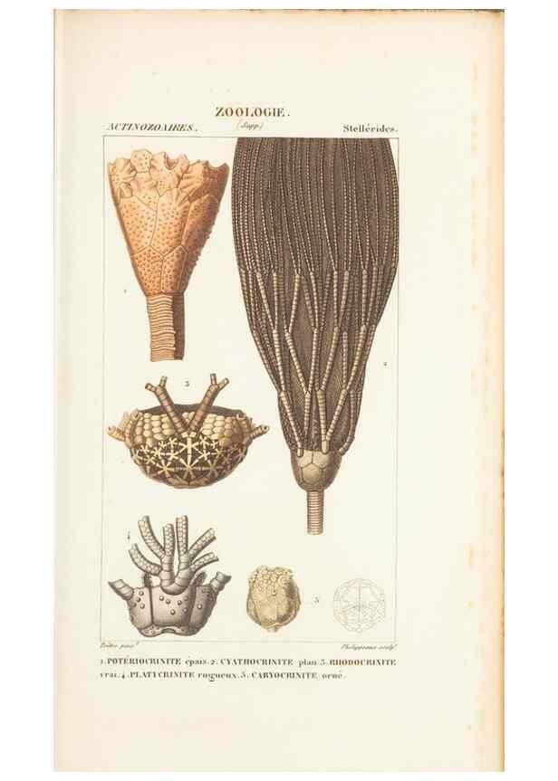 Reproducción/Reproduction 7780715052: Atlas de zoologie :. Paris :Germer Bailliere,1844.