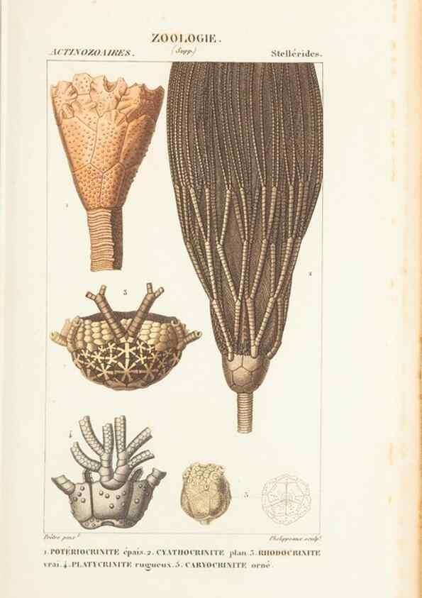 Reproducción/Reproduction 7780715052: Atlas de zoologie :. Paris :Germer Bailliere,1844.