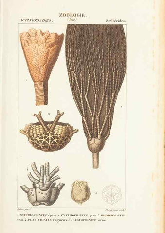 Reproducción/Reproduction 7780715052: Atlas de zoologie :. Paris :Germer Bailliere,1844.