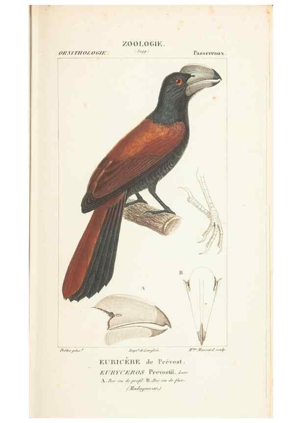 Reproducción/Reproduction 7780678410: Atlas de zoologie :. Paris :Germer Bailliere,1844.