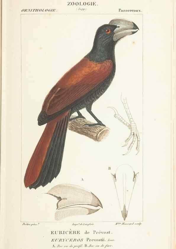 Reproducción/Reproduction 7780678410: Atlas de zoologie :. Paris :Germer Bailliere,1844.