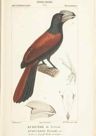 Reproducción/Reproduction 7780678410: Atlas de zoologie :. Paris :Germer Bailliere,1844.