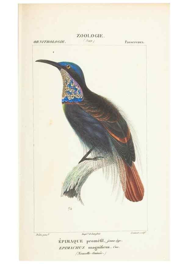 Reproducción/Reproduction 7780679130: Atlas de zoologie :. Paris :Germer Bailliere,1844.