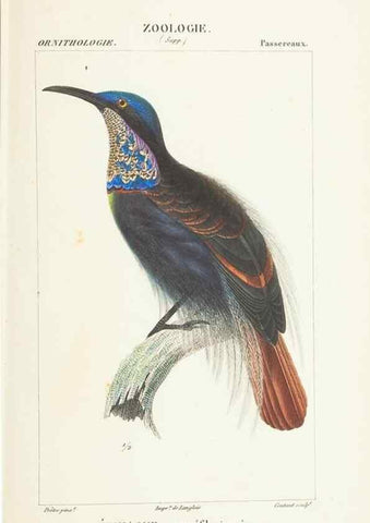 Reproducción/Reproduction 7780679130: Atlas de zoologie :. Paris :Germer Bailliere,1844.