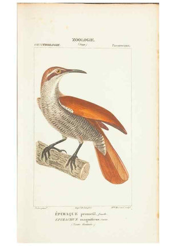 Reproducción/Reproduction 7780679808: Atlas de zoologie :. Paris :Germer Bailliere,1844.