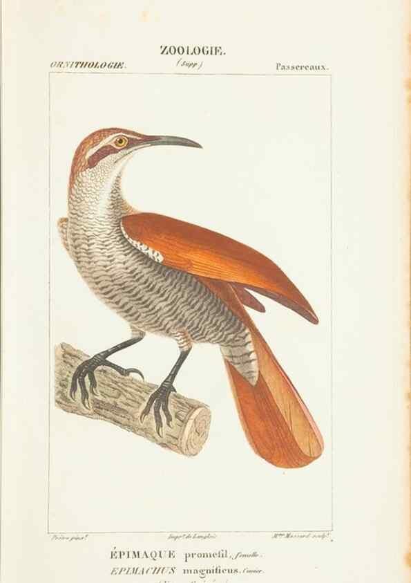 Reproducción/Reproduction 7780679808: Atlas de zoologie :. Paris :Germer Bailliere,1844.