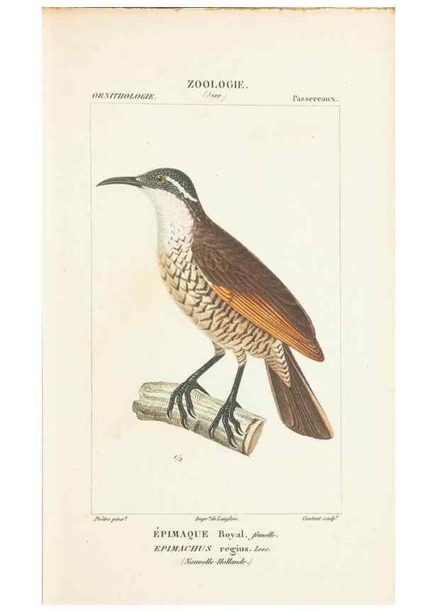 Reproducción/Reproduction 7780680474: Atlas de zoologie :. Paris :Germer Bailliere,1844.