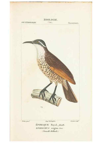 Reproducción/Reproduction 7780680474: Atlas de zoologie :. Paris :Germer Bailliere,1844.