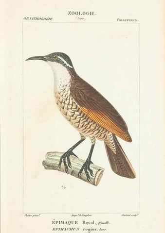Reproducción/Reproduction 7780680474: Atlas de zoologie :. Paris :Germer Bailliere,1844.