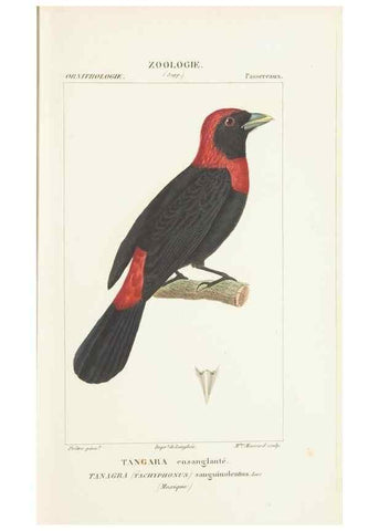 Reproducción/Reproduction 7780681770: Atlas de zoologie :. Paris :Germer Bailliere,1844.