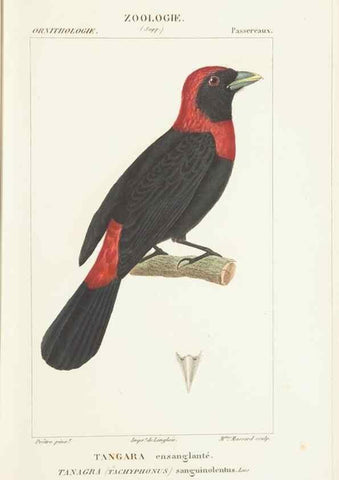 Reproducción/Reproduction 7780681770: Atlas de zoologie :. Paris :Germer Bailliere,1844.