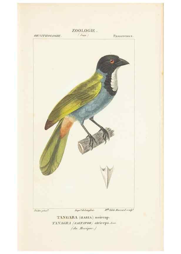 Reproducción/Reproduction 7780682438: Atlas de zoologie :. Paris :Germer Bailliere,1844.