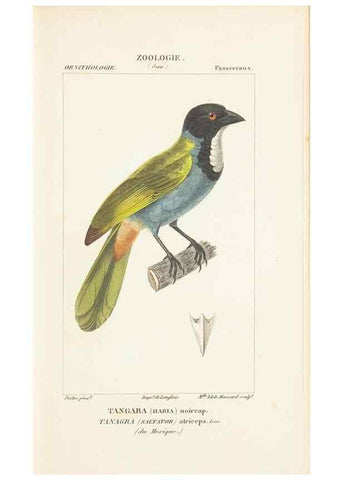 Reproducción/Reproduction 7780682438: Atlas de zoologie :. Paris :Germer Bailliere,1844.