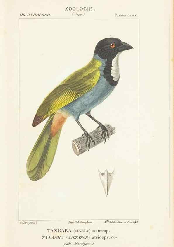 Reproducción/Reproduction 7780682438: Atlas de zoologie :. Paris :Germer Bailliere,1844.