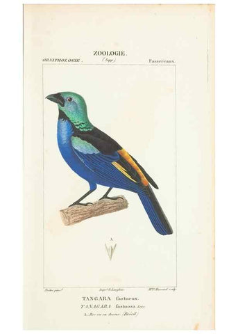 Reproducción/Reproduction 7780683646: Atlas de zoologie :. Paris :Germer Bailliere,1844.