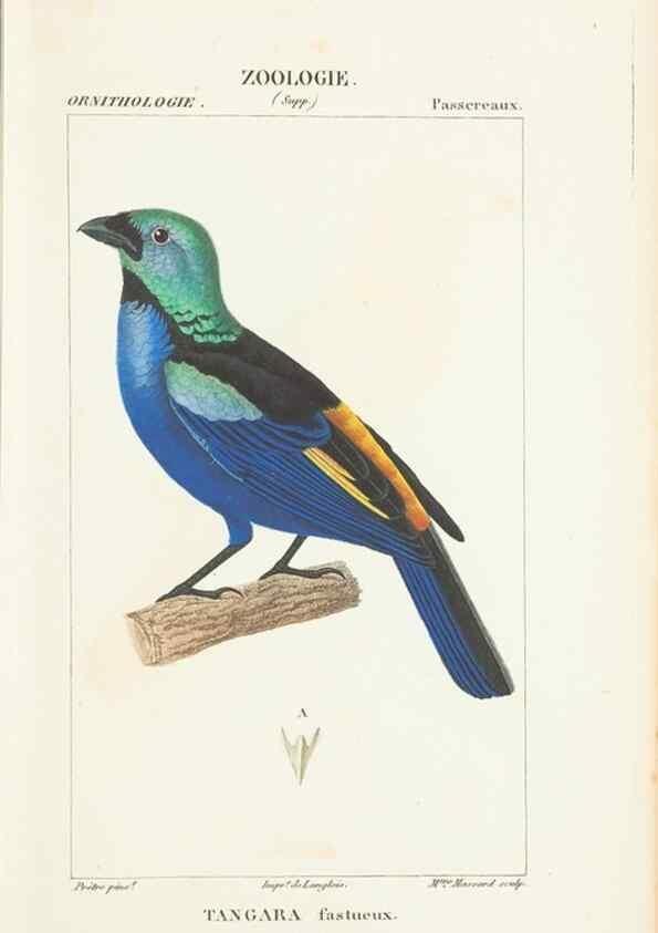 Reproducción/Reproduction 7780683646: Atlas de zoologie :. Paris :Germer Bailliere,1844.