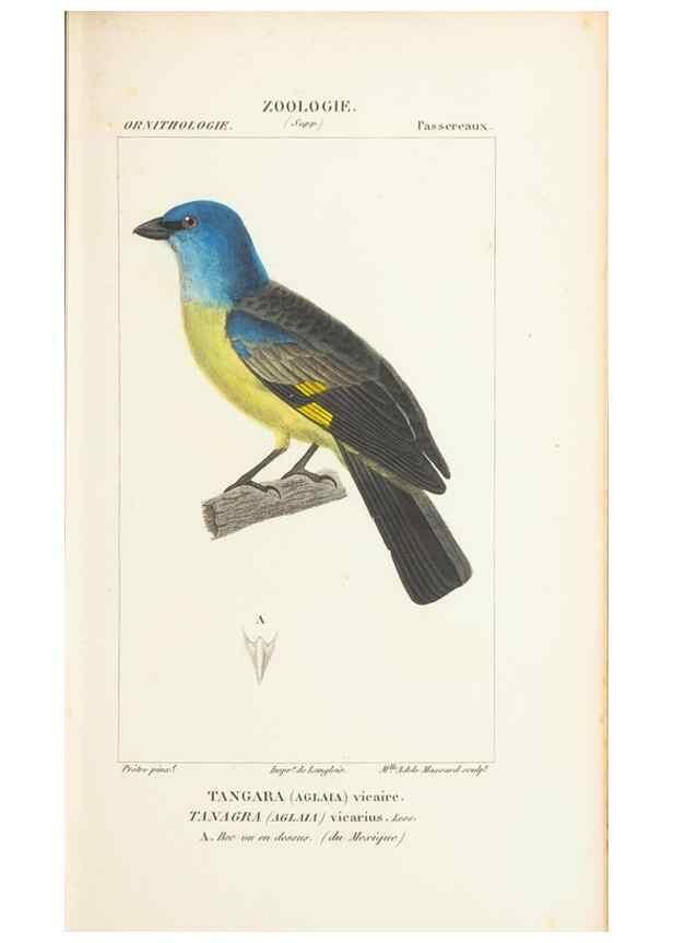 Reproducción/Reproduction 7780684278: Atlas de zoologie :. Paris :Germer Bailliere,1844.
