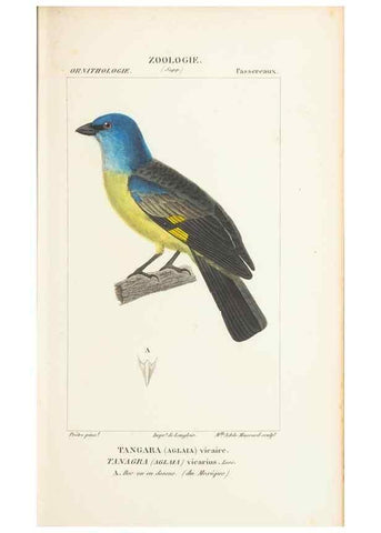 Reproducción/Reproduction 7780684278: Atlas de zoologie :. Paris :Germer Bailliere,1844.