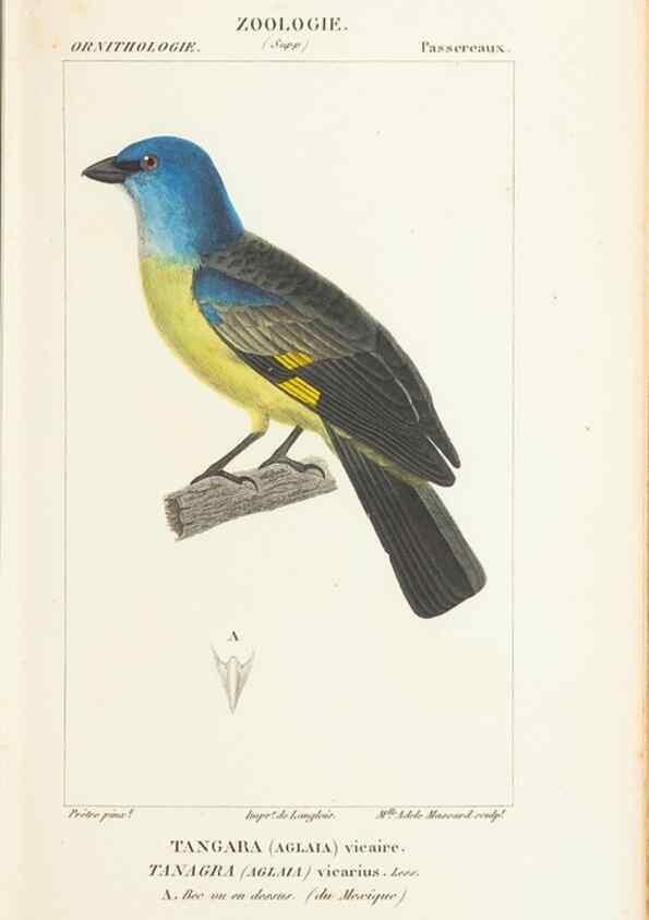 Reproducción/Reproduction 7780684278: Atlas de zoologie :. Paris :Germer Bailliere,1844.