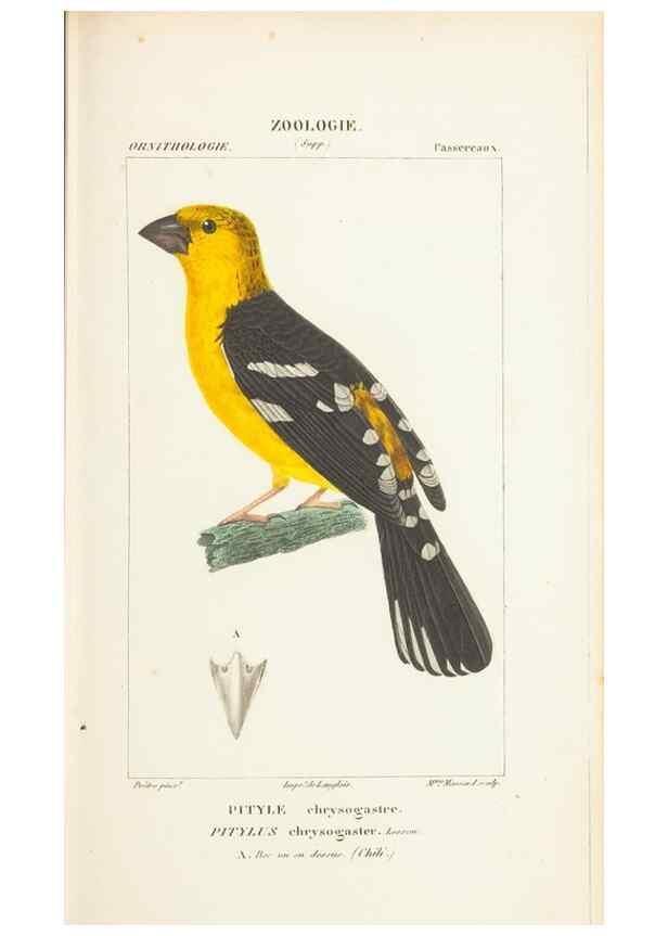 Reproducción/Reproduction 7780684916: Atlas de zoologie :. Paris :Germer Bailliere,1844.