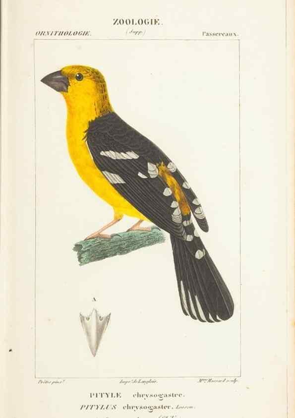 Reproducción/Reproduction 7780684916: Atlas de zoologie :. Paris :Germer Bailliere,1844.