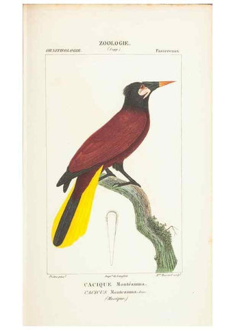 Reproducción/Reproduction 7780685492: Atlas de zoologie :. Paris :Germer Bailliere,1844.