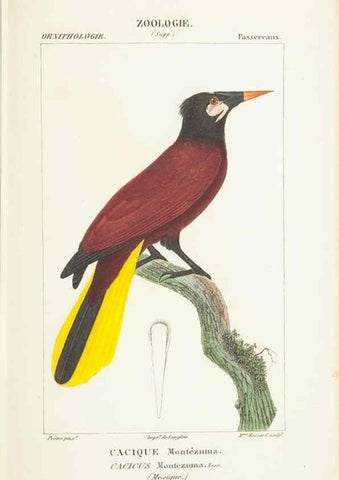 Reproducción/Reproduction 7780685492: Atlas de zoologie :. Paris :Germer Bailliere,1844.