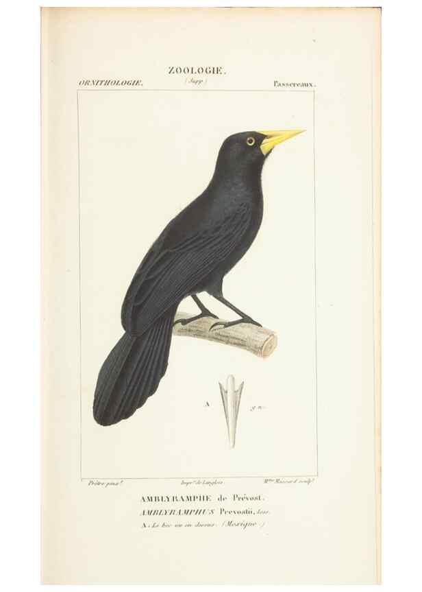 Reproducción/Reproduction 7780686102: Atlas de zoologie :. Paris :Germer Bailliere,1844.