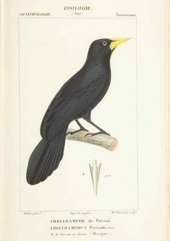 Reproducción/Reproduction 7780686102: Atlas de zoologie :. Paris :Germer Bailliere,1844.