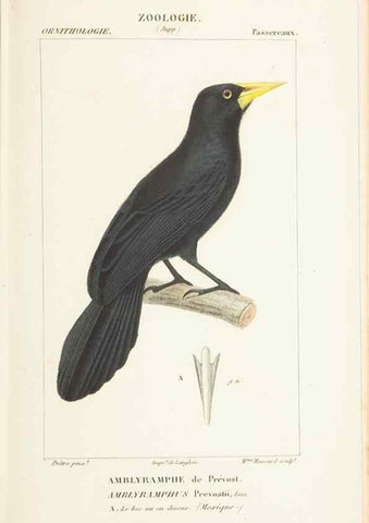 Reproducción/Reproduction 7780686102: Atlas de zoologie :. Paris :Germer Bailliere,1844.