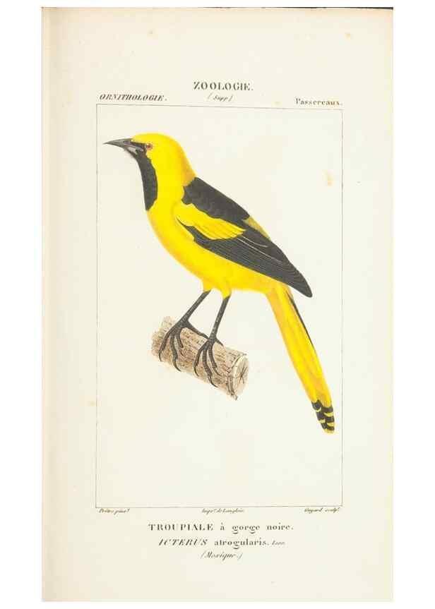 Reproducción/Reproduction 7780686638: Atlas de zoologie :. Paris :Germer Bailliere,1844.