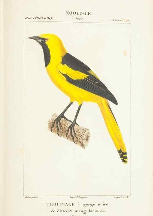 Reproducción/Reproduction 7780686638: Atlas de zoologie :. Paris :Germer Bailliere,1844.
