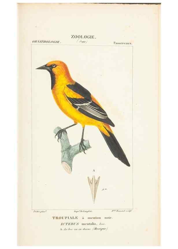 Reproducción/Reproduction 7780687272: Atlas de zoologie :. Paris :Germer Bailliere,1844.