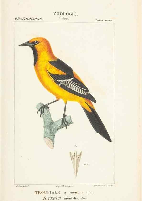 Reproducción/Reproduction 7780687272: Atlas de zoologie :. Paris :Germer Bailliere,1844.