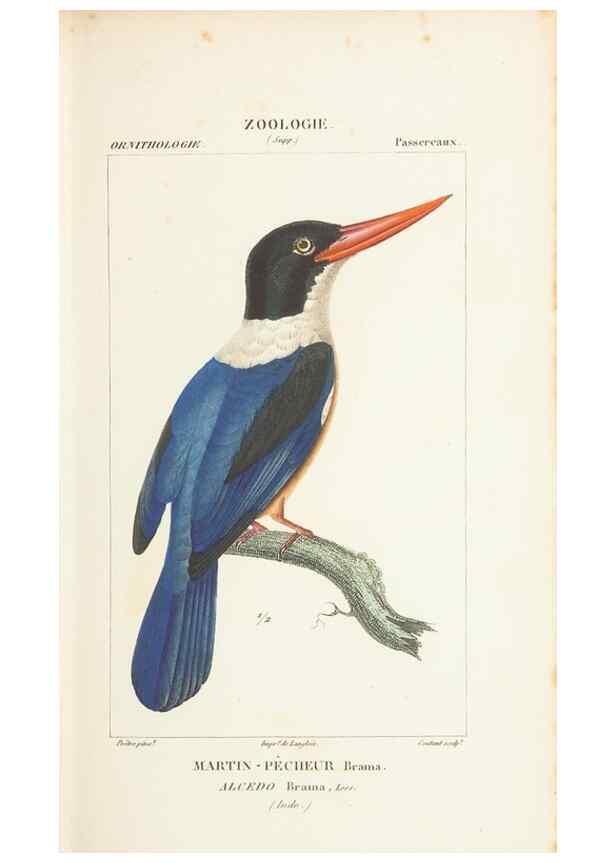 Reproducción/Reproduction 7780677776: Atlas de zoologie :. Paris :Germer Bailliere,1844.