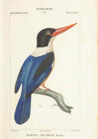 Reproducción/Reproduction 7780677776: Atlas de zoologie :. Paris :Germer Bailliere,1844.