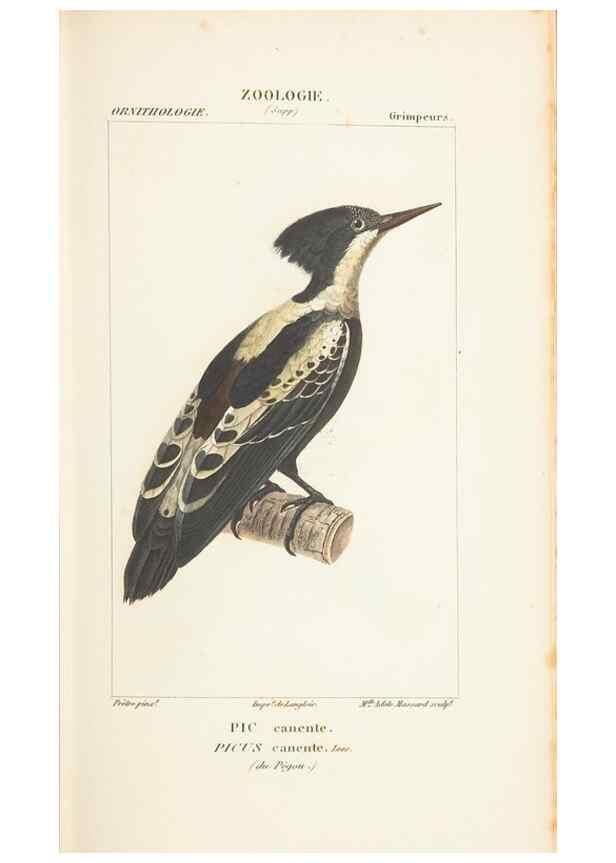 Reproducción/Reproduction 7780677124: Atlas de zoologie :. Paris :Germer Bailliere,1844.