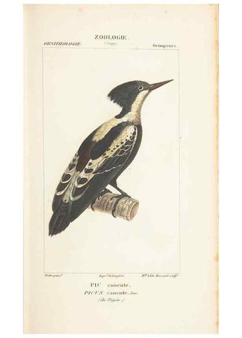 Reproducción/Reproduction 7780677124: Atlas de zoologie :. Paris :Germer Bailliere,1844.