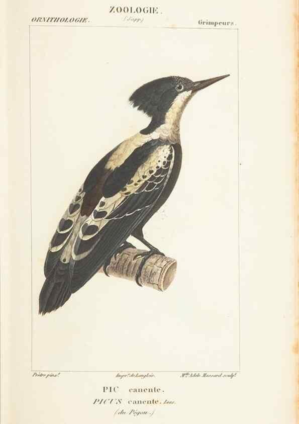 Reproducción/Reproduction 7780677124: Atlas de zoologie :. Paris :Germer Bailliere,1844.