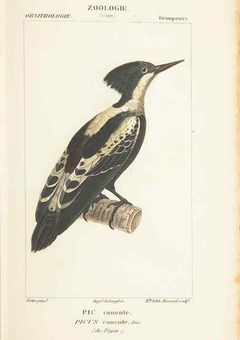 Reproducción/Reproduction 7780677124: Atlas de zoologie :. Paris :Germer Bailliere,1844.