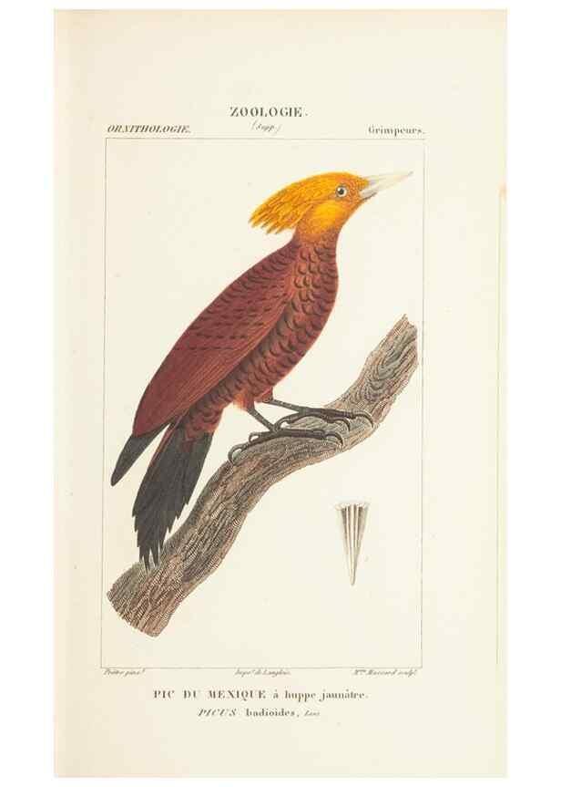 Reproducción/Reproduction 7780676426: Atlas de zoologie :. Paris :Germer Bailliere,1844.