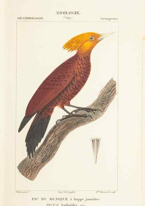 Reproducción/Reproduction 7780676426: Atlas de zoologie :. Paris :Germer Bailliere,1844.