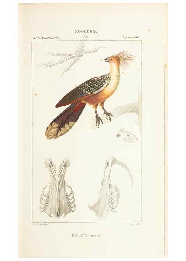 Reproducción/Reproduction 7780675734: Atlas de zoologie :. Paris :Germer Bailliere,1844.