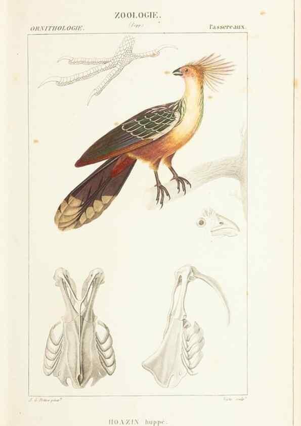 Reproducción/Reproduction 7780675734: Atlas de zoologie :. Paris :Germer Bailliere,1844.