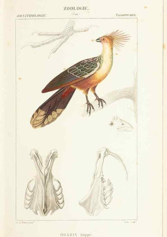 Reproducción/Reproduction 7780675734: Atlas de zoologie :. Paris :Germer Bailliere,1844.